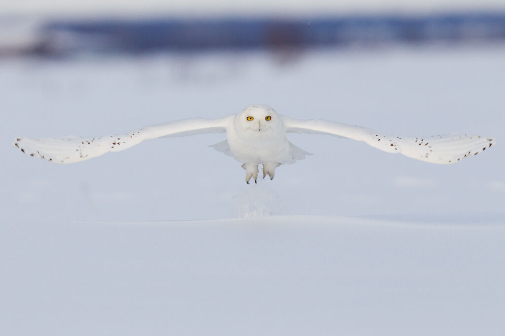 Harfang des neiges mâle