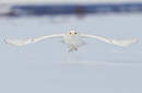 Harfang des neiges