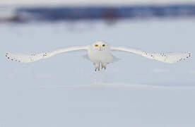 Snowy Owl