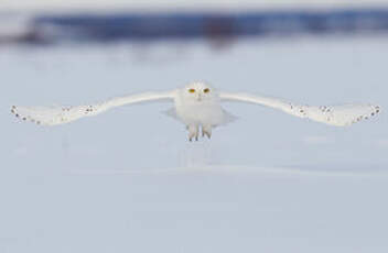 Harfang des neiges