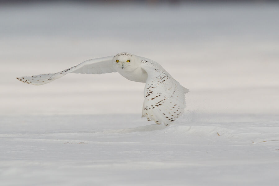 Harfang des neiges