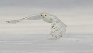 Snowy Owl