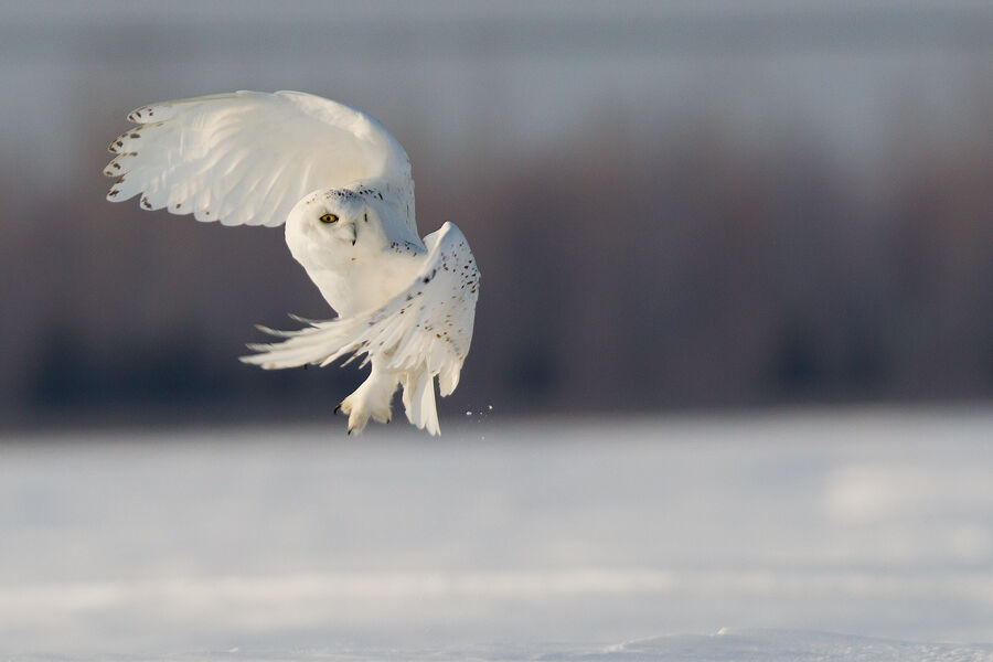 Harfang des neiges mâle