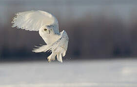 Snowy Owl