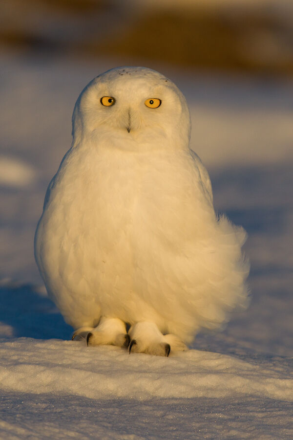 Harfang des neiges mâle