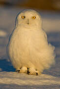 Snowy Owl