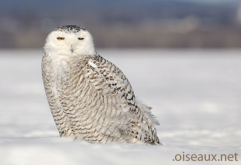 Snowy Owl