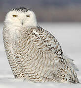 Snowy Owl