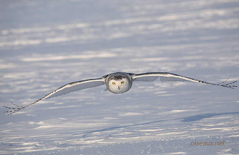 Harfang des neiges, Vol