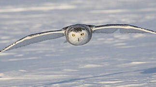 Snowy Owl