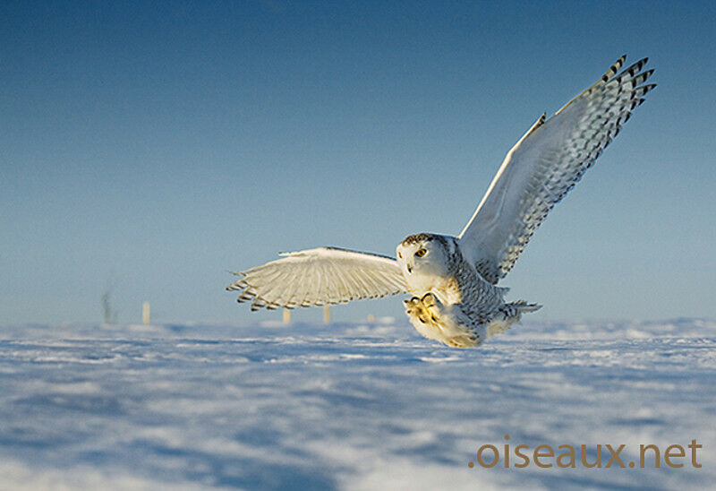 Harfang des neiges