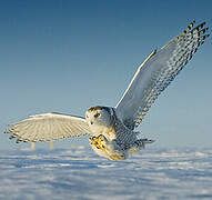 Snowy Owl