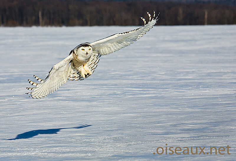 Harfang des neiges