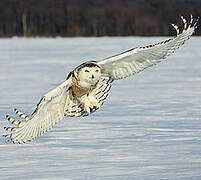 Snowy Owl