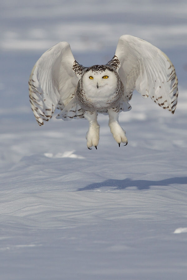 Snowy Owl female, Flight