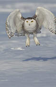 Snowy Owl