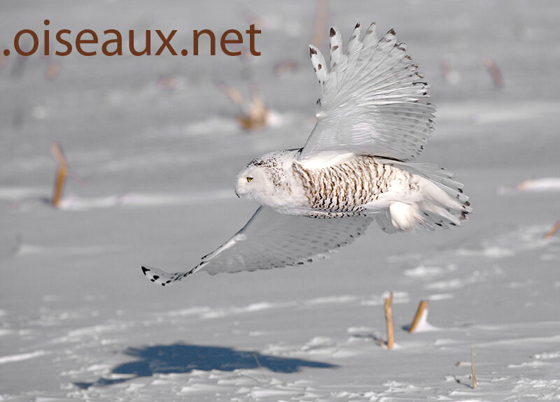 Snowy Owl male subadult, Flight