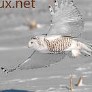 Harfang des neiges