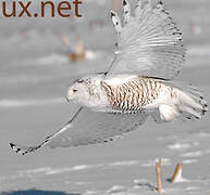 Snowy Owl