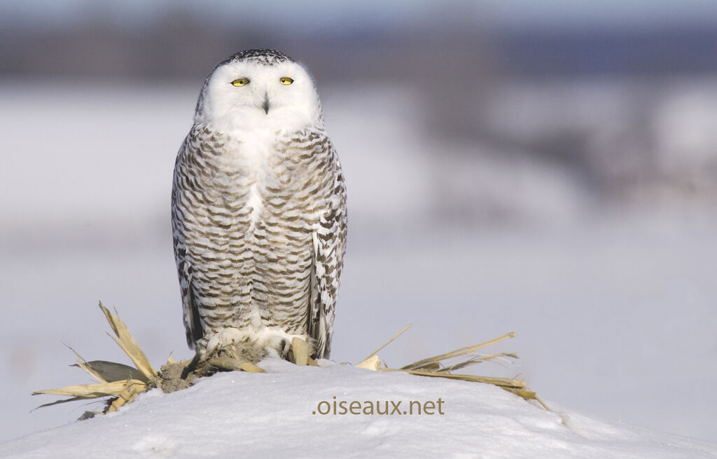 Harfang des neiges femelle, Vol