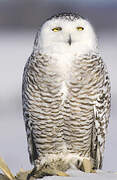 Snowy Owl