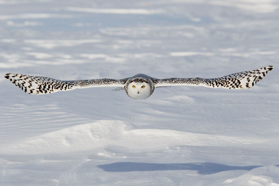 Harfang des neiges, Vol