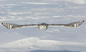 Snowy Owl