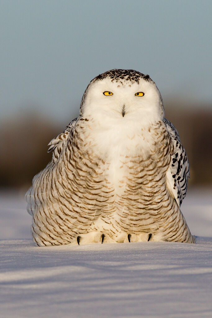 Snowy Owl