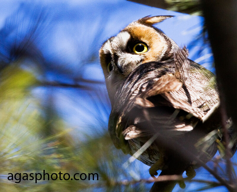 Hibou moyen-duc