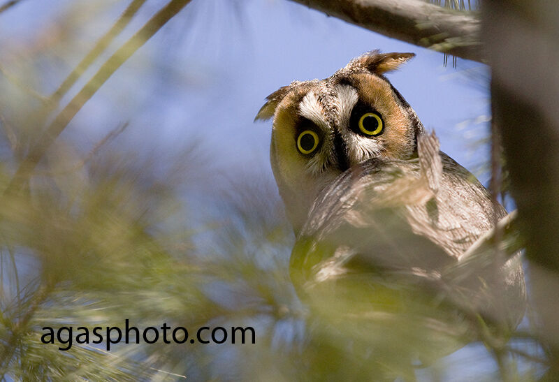 Hibou moyen-duc