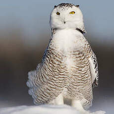 Harfang des neiges