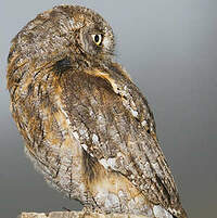 Petit-duc scops