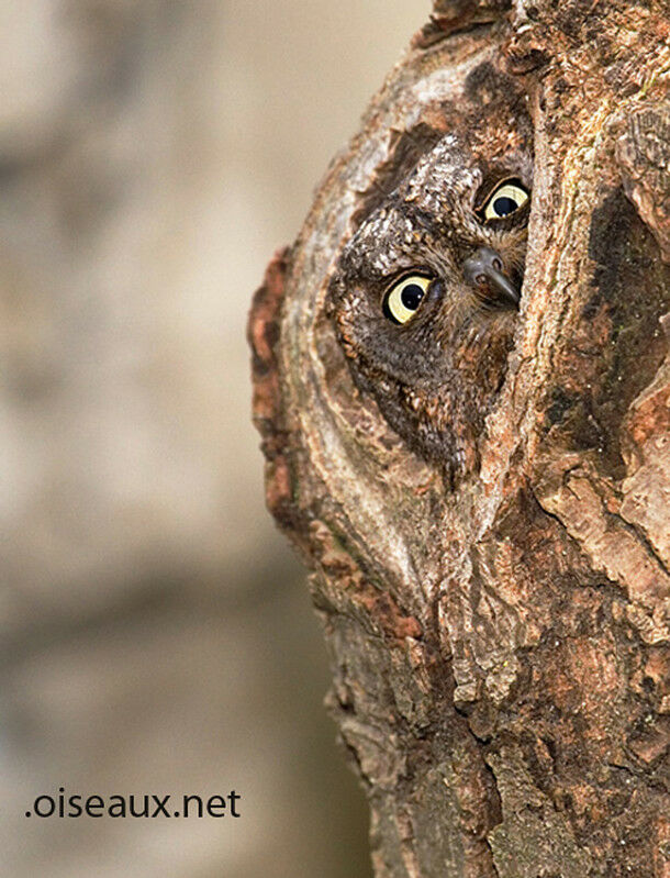 Petit-duc scops