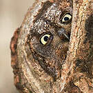 Petit-duc scops