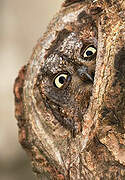 Eurasian Scops Owl