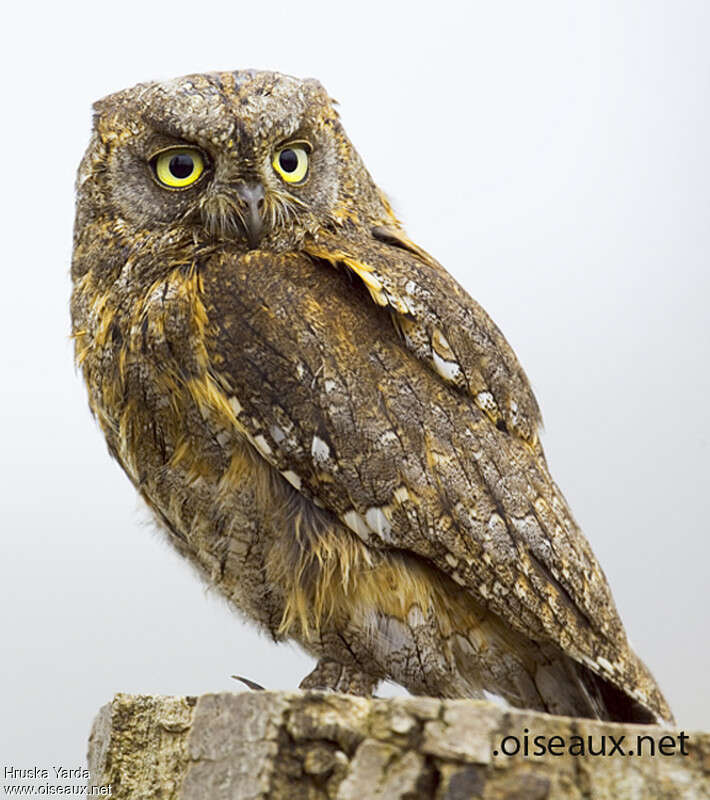 Petit-duc scops