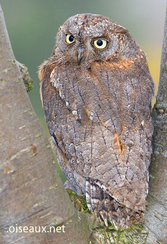 Petit-duc scops