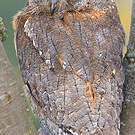 Petit-duc scops