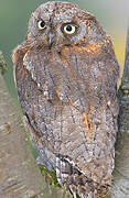 Eurasian Scops Owl