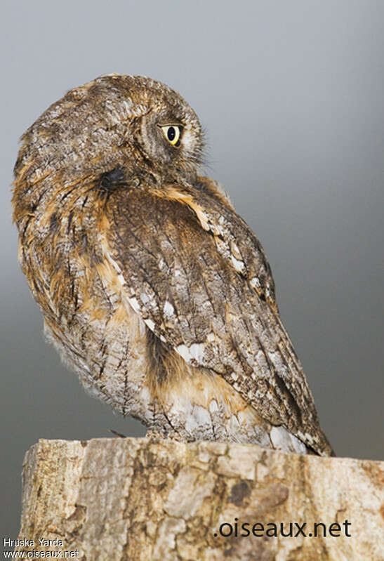 Eurasian Scops Owl