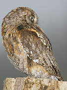 Eurasian Scops Owl