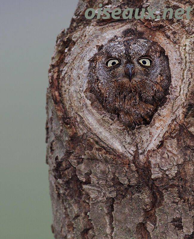 Eurasian Scops Owl