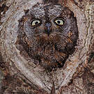 Petit-duc scops