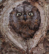 Eurasian Scops Owl