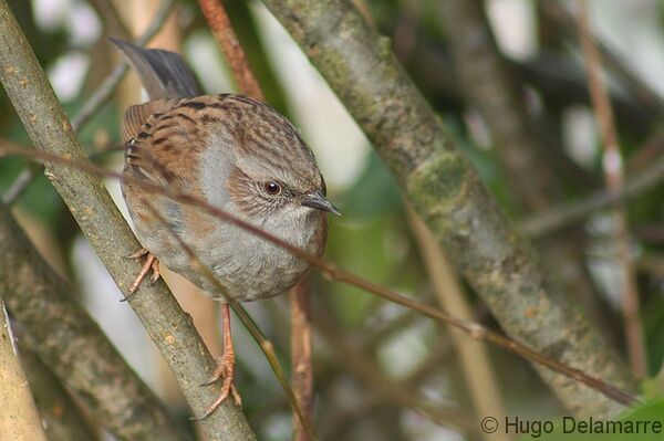 Dunnock