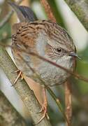 Dunnock