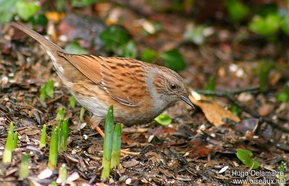 Dunnock