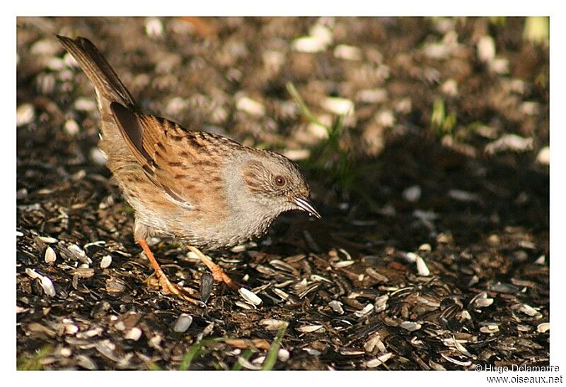 Dunnock