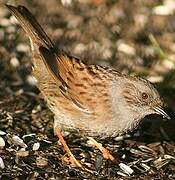 Dunnock