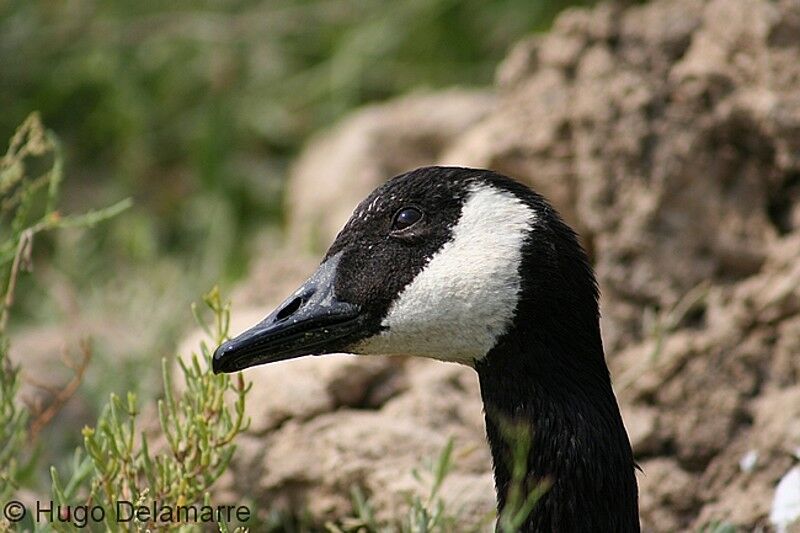 Canada Goose